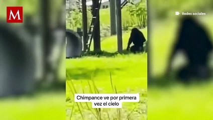 Una chimpancé, que fue rescatada, se emocionó al ver el cielo por primera vez