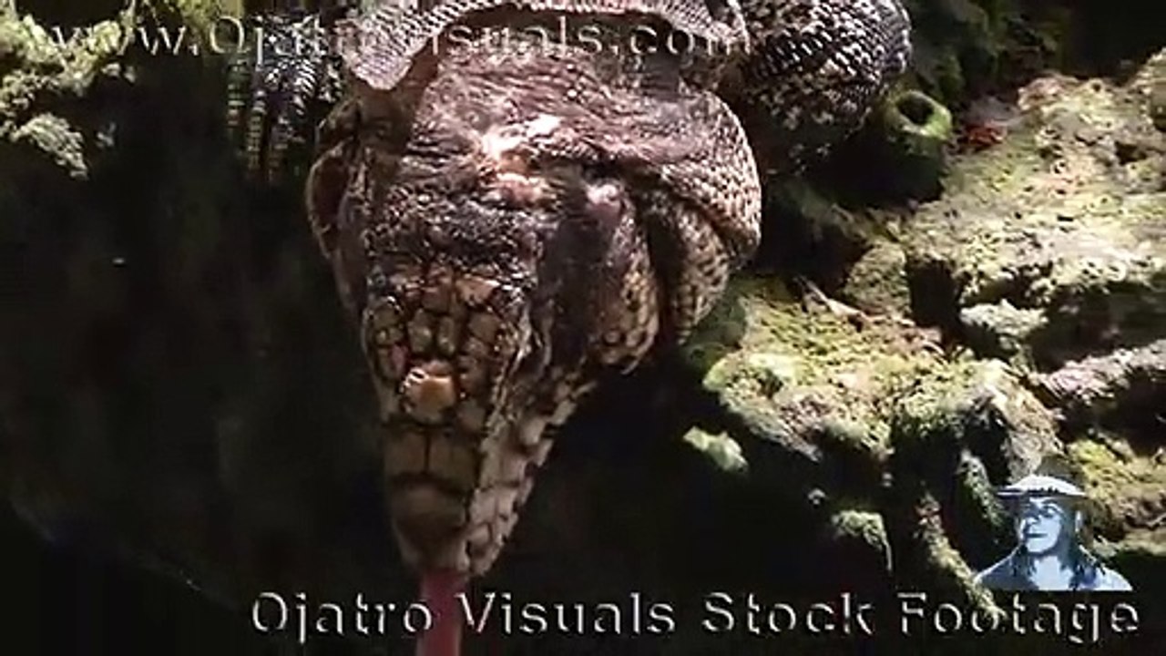 Tegu Drinking 01 Footage