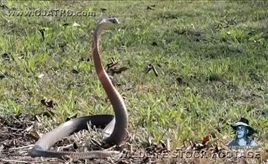 Dangerous Invaders 12, Cobra & Mambas