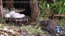 Tegu Stalks Python Nest 01 Footage
