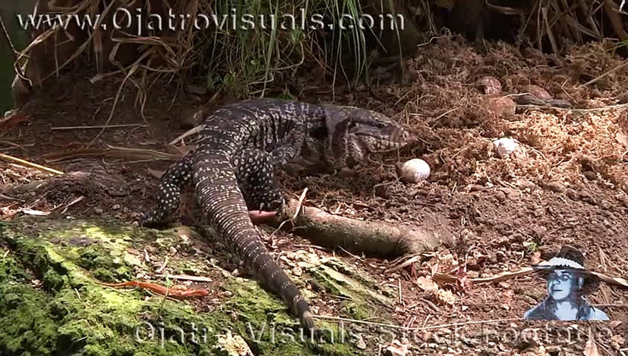 Tegu Eats Alligator Eggs 01 Footage