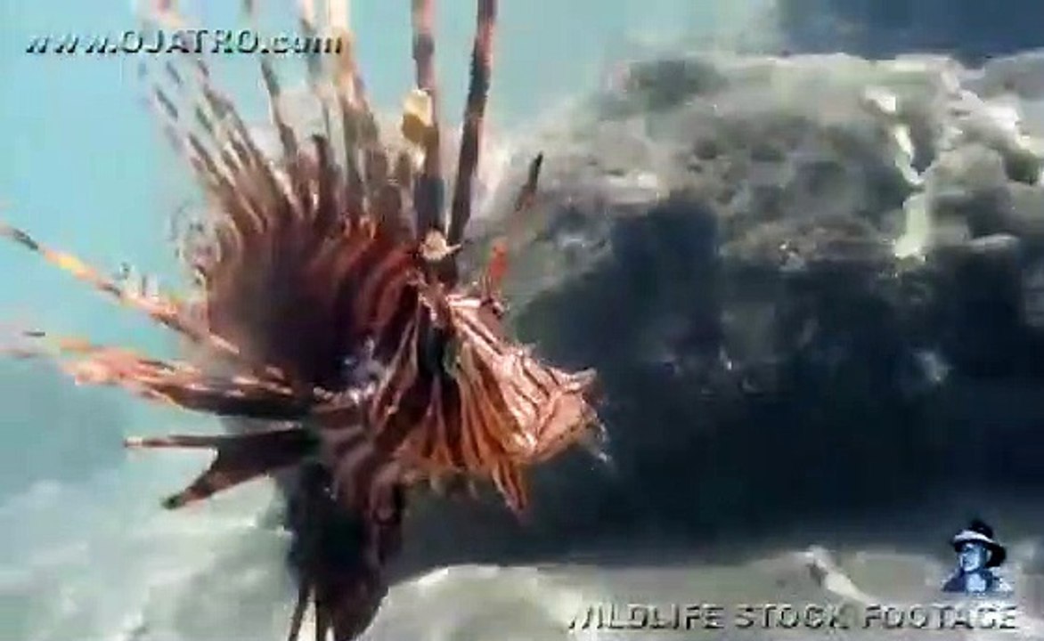 Lion Fish 01