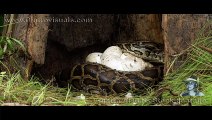 Python Provoked By Flies 02 Footage