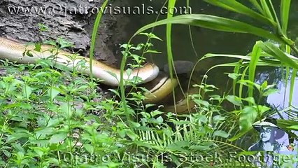 Python Eats Goat 02 Footage