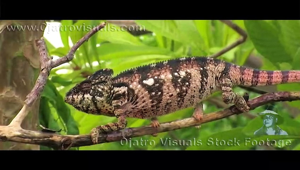 Veiled Chameleon In Rain 01
