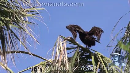 Green Iguanas Escape 02 In Slow Motion