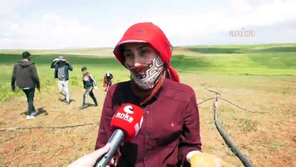 Türkiye'nin asıl sorunu! Üniversite mezunu mevsimlik işçi...