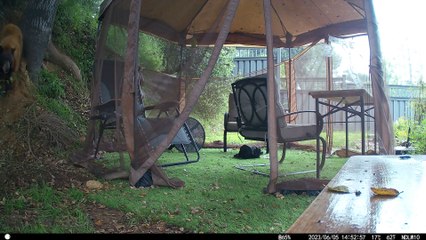 Black Bear Cubs Play in Backyard Gazebo
