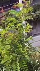 Fransız polisi tarafından öldürülen gençle ilgili ses kaydı yayınlandı: Vur onu