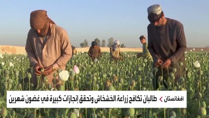 زعيم طالبان يحدث انقلابا في خارطة الأفيون