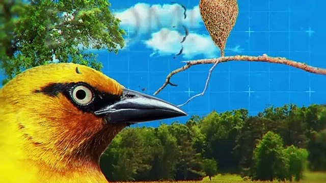 Birds Kill Each Other for This Thing