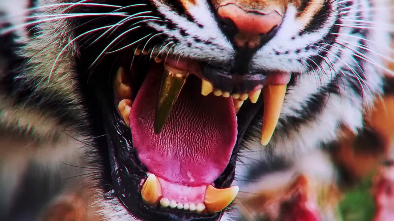 If You See a Tiger Without Teeth You Are Dead
