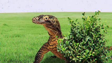 Lizard Fails When Trying to Eat a Snake