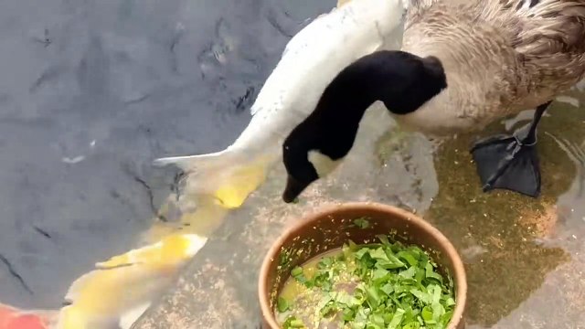 Proofs That Nature Is Getting Weird #2