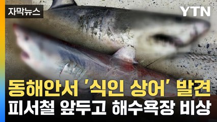 [자막뉴스] '식인 상어' 동해안 곳곳서 발견...피서철 앞두고 비상 / YTN