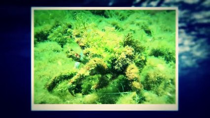 This Is Why Crabs Hate Stingrays