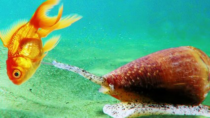 This Is Why Snails Are Afraid of This Worm