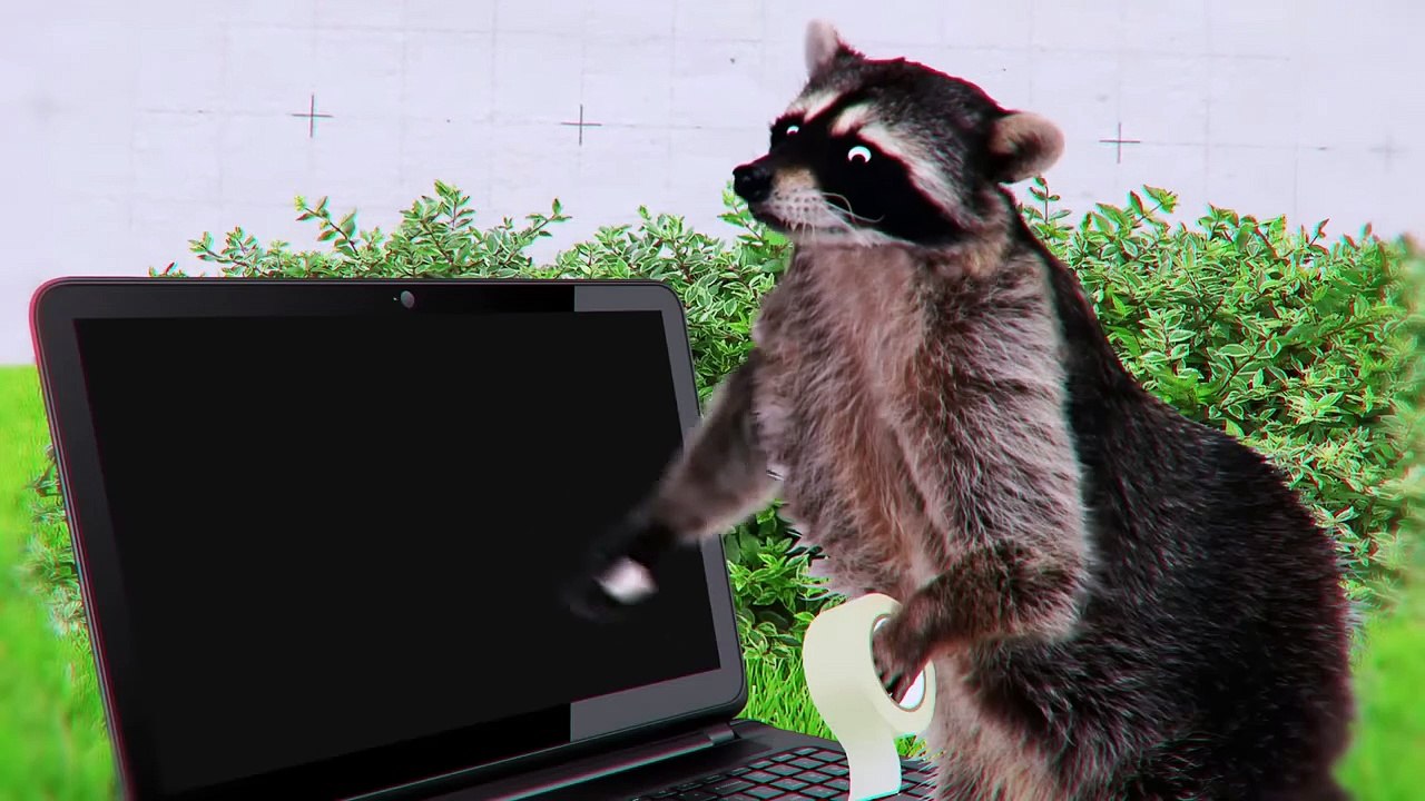 This Is Why Raccoons Stopped Sleeping at Night