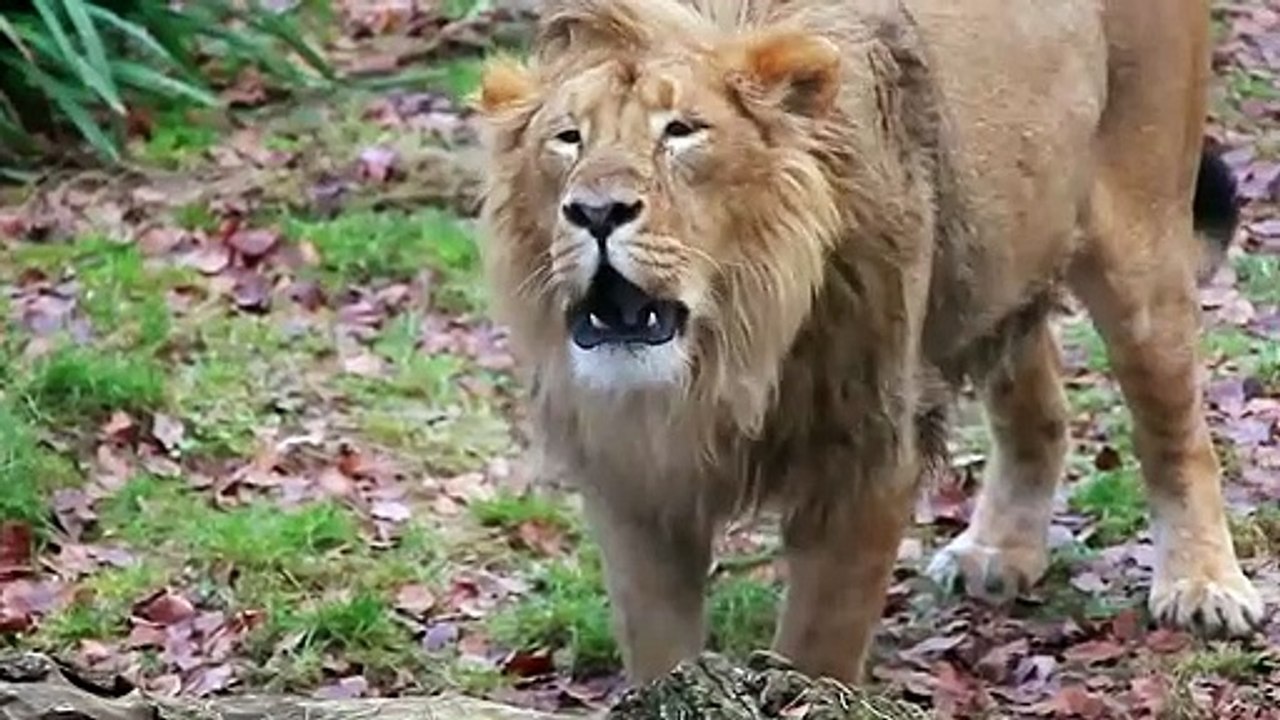 This Is Why Predators Don't Touch Cheetah Cubs