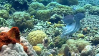 What Happens If You Save an Octopus After Mating