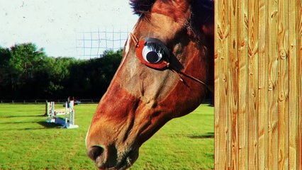Why Do Horses Lose Their Eyes