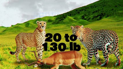 Why Do Lions Always Kill Cheetahs