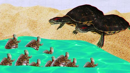 Why Do Big Turtles Die While Living With Pet Turtles