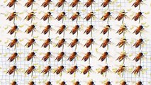 Why Do People Kill Queen Bees