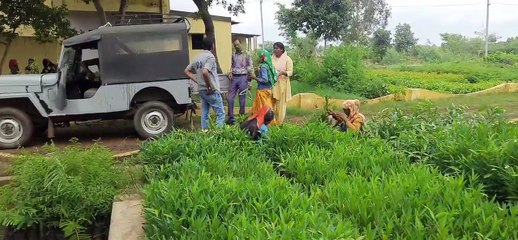 पौधे लगाकर लिया सुरक्षा का संकल्प