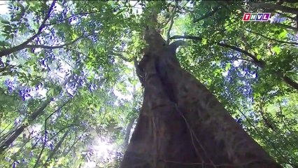 Cổ Tích - Cô Gái Và Hạt Lệ Ngọc Tập Cuối