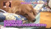 [ENG sub]Animal communicator Heidi talks to a bedridden dog #2