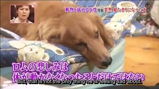 [ENG sub]Animal communicator Heidi talks to a bedridden dog #2