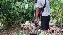 Application of Organic Fertilizer In Cacao Farm and it's Foliar