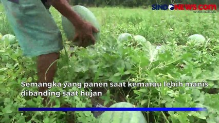 Berkah Kemarau, Petani Sukses Panen Semangka di Banyuasin