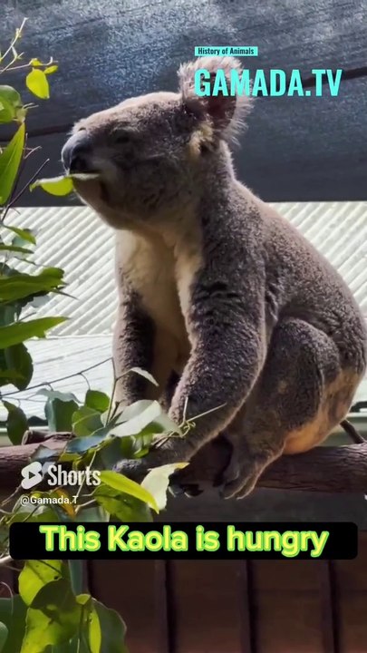 This Koala is hungry