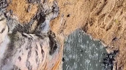 बाघ का हुआ शिकार,सिर काट ले गए शिकारी,सुरक्षा पर सवाल