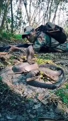 Super Cobra Commando #shorts #viral #shortsvideo #video #innovationhub