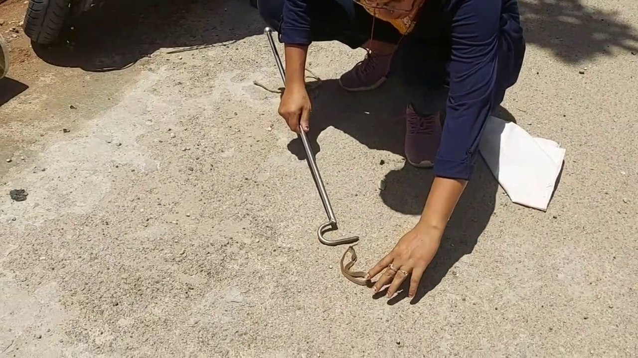 लोगोने साँप को बकेट के नीचे पकड़ के रक्खा था.. फिर ऐसा हुआ..People caught the snake under the bucket and kept it.. Then it happened..
