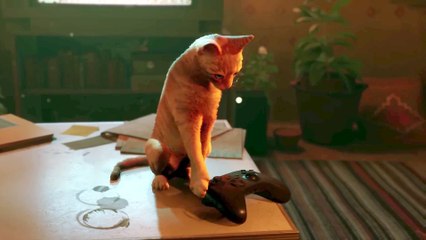 Stray kommt auf die Xbox und der Trailer könnte nicht süßer sein