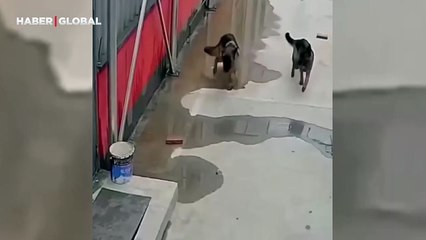 Köpeğin kuyuya düşen dostunu kurtarmak için yaptıkları izlenme rekordu kırdı