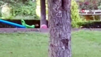 Top oynayan karga görenleri şaşırttı