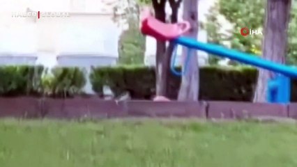 Top cambazı karganın hareketleri şaşkına çevirdi