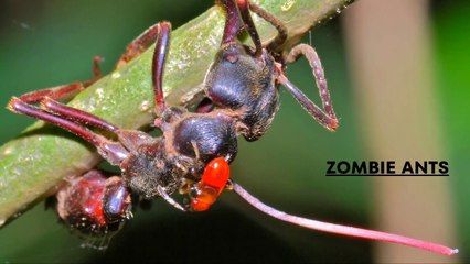 How Zombie Ants Live