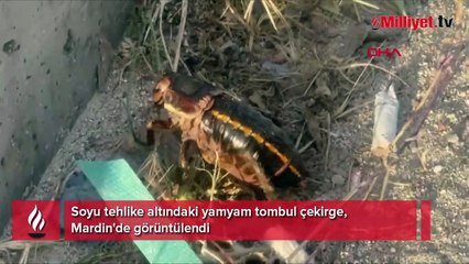 Soyu tehlike altındaki yamyam tombul çekirge, Mardin'de görüntülendi