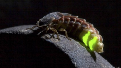 الخنافس المضيئة: حشرة على وشك الانقراض