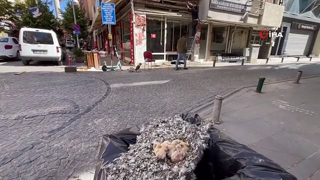 Ils ont jeté les oisillons à la poubelle avec leurs nids