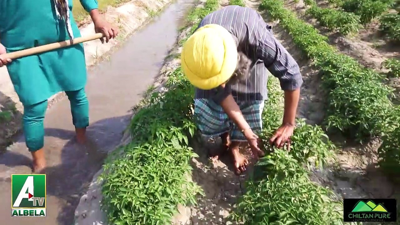 Saleem Albela and Goga Pasroori Funny Video