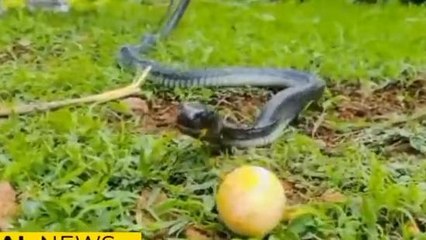 काली नागिन ने मचाया उत्पात,कारनामा देख लोग रह गए हैरान