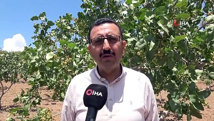 Siirt Fıstıkçılık Birimi, 660 köy ziyaretinde bin 500 üzeri bahçe denetledi