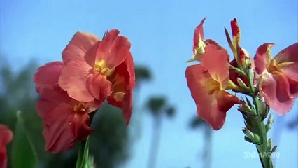 Jude Mein Gajra /1977 Dhoop Chaon  /Mohammed Rafi